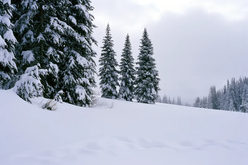 Snow-covered alpine clearing with three tall spruce trees standing in a forested landscape