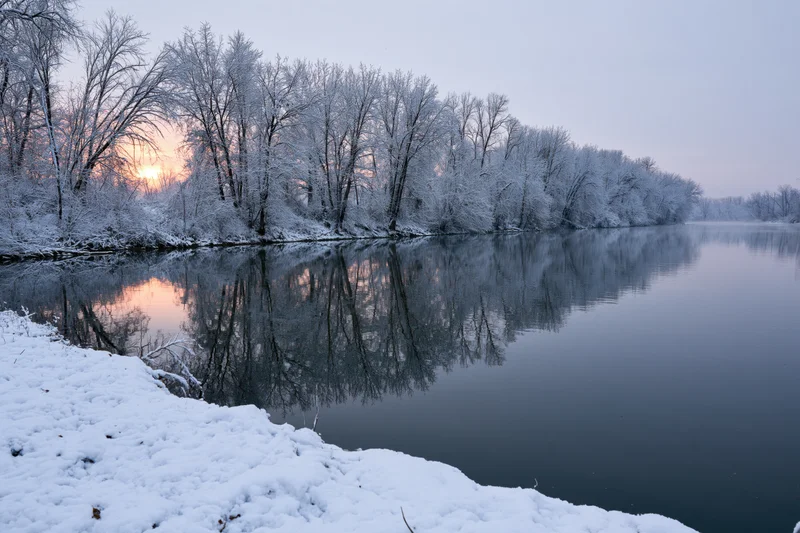 Snow-covered trees reflected in calm river at sunset