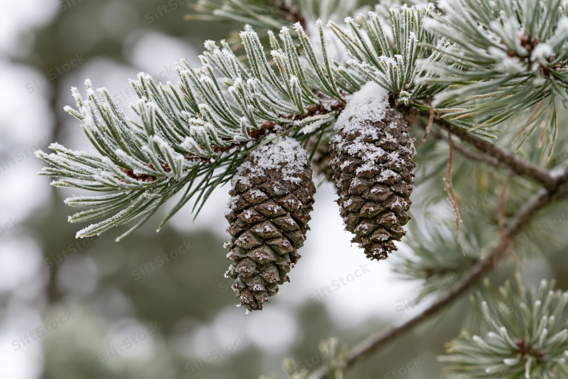 Snow-dusted pine branch with two frost-covered pinecones hanging in winter forest