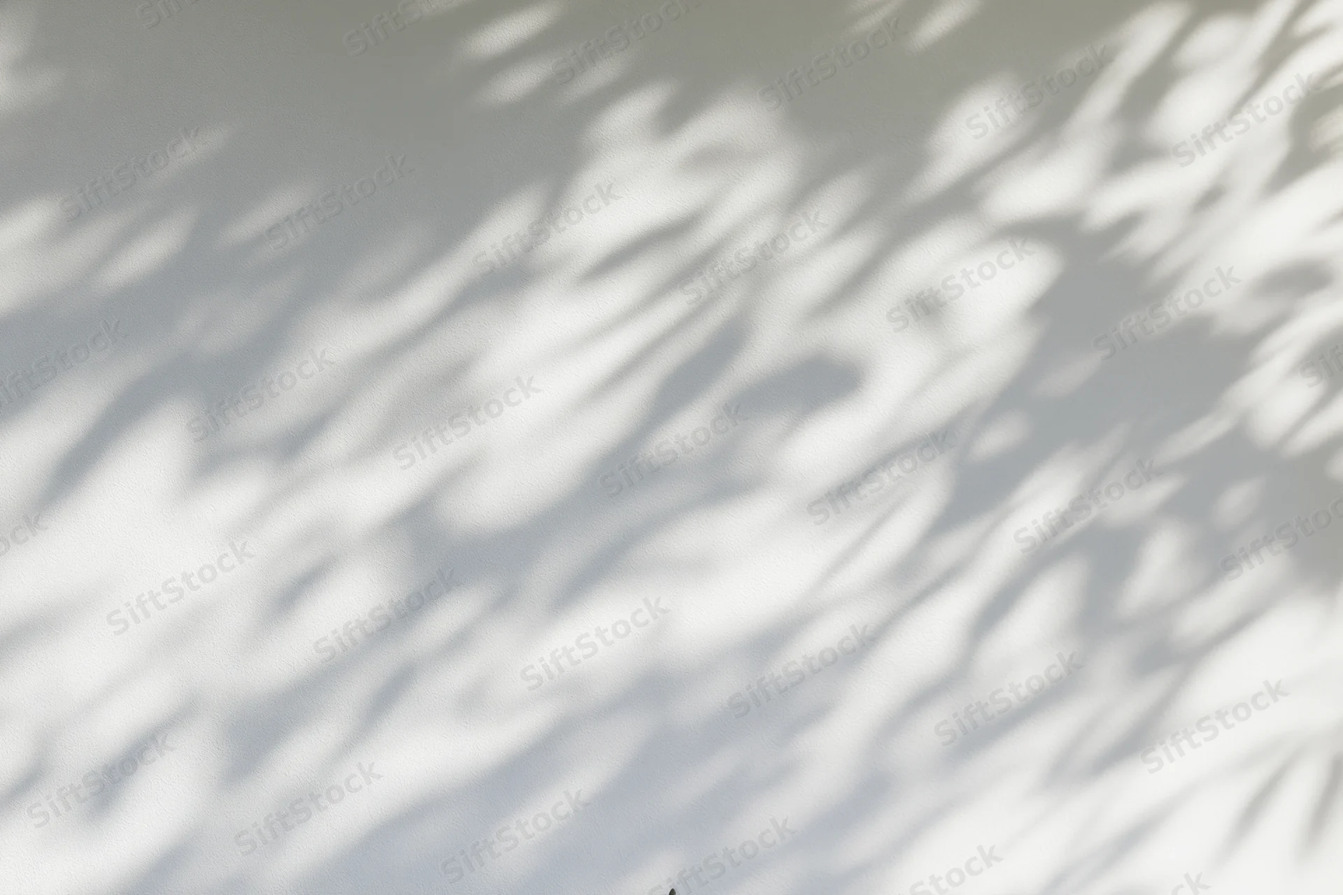Dappled leaf shadows and soft light bokeh on a plain wall surface