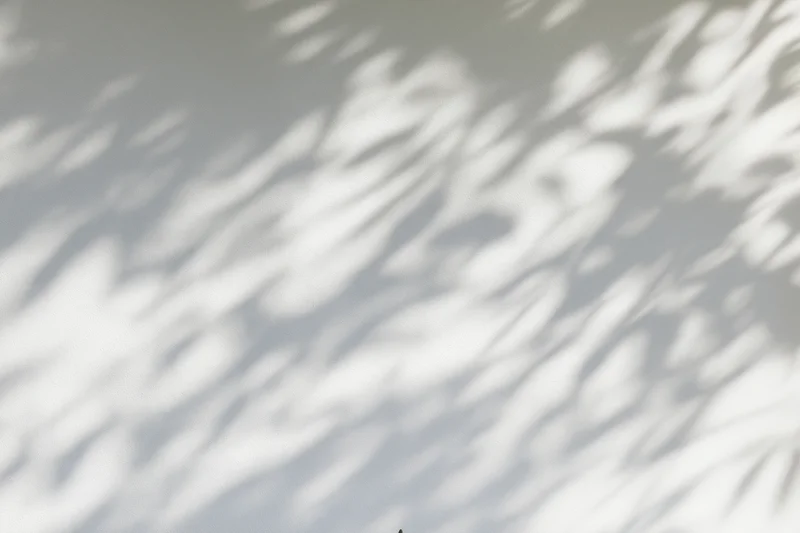 Dappled leaf shadows and soft light bokeh on a plain wall surface