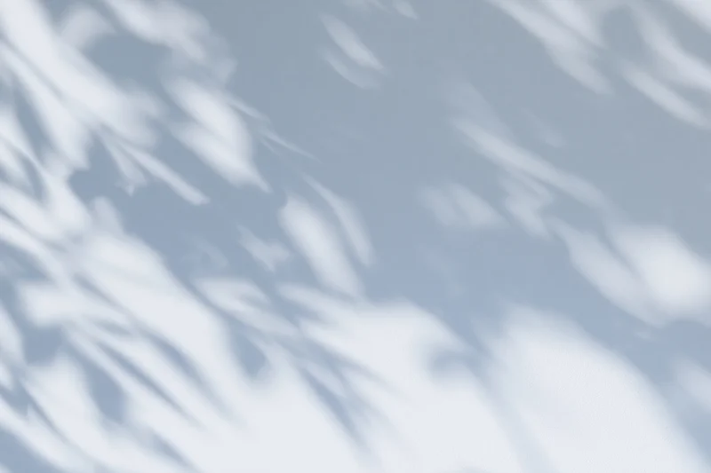 Soft dappled leaf shadows cast across a plain light grey-white surface