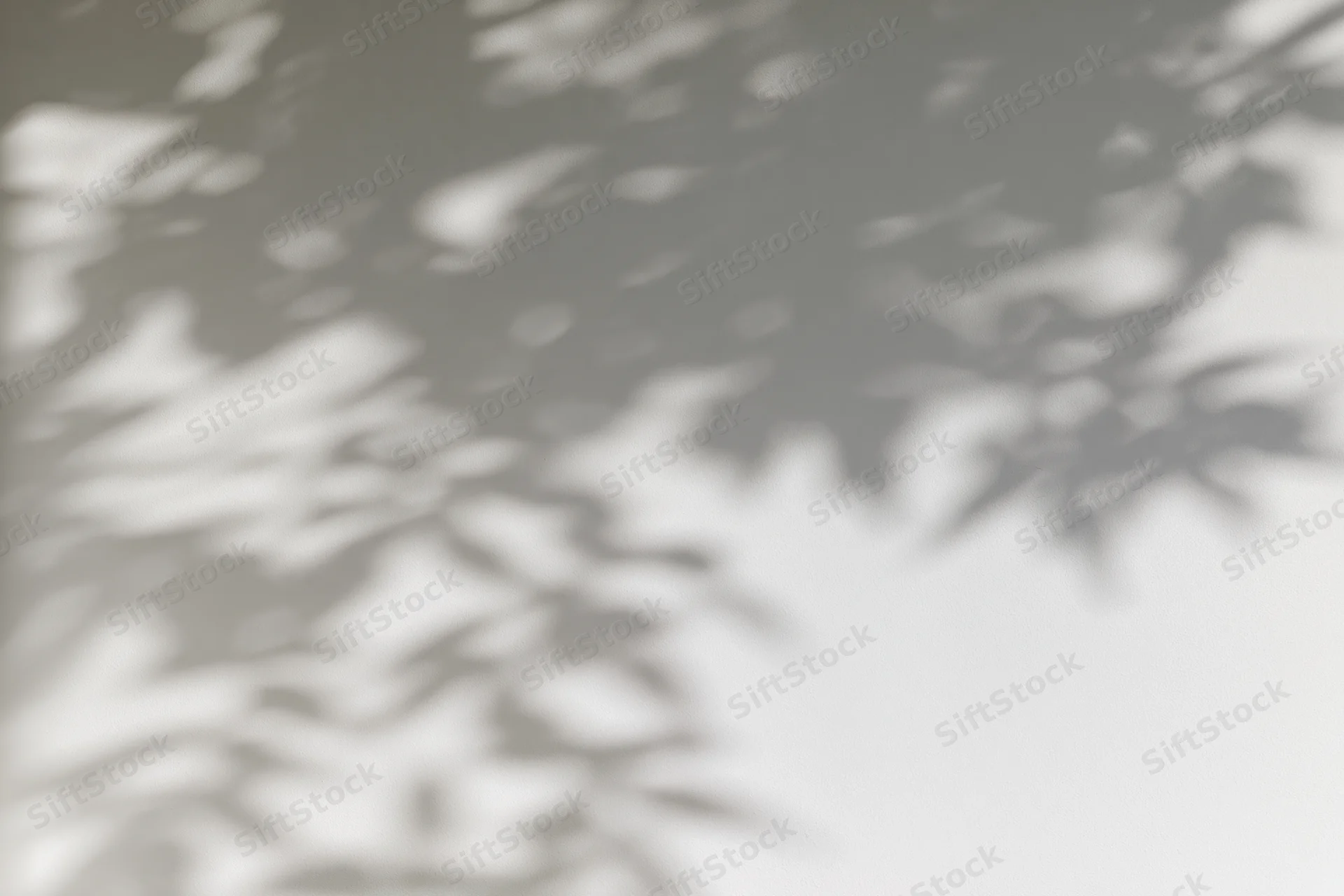 Dappled leaf shadows cast across a plain light grey wall
