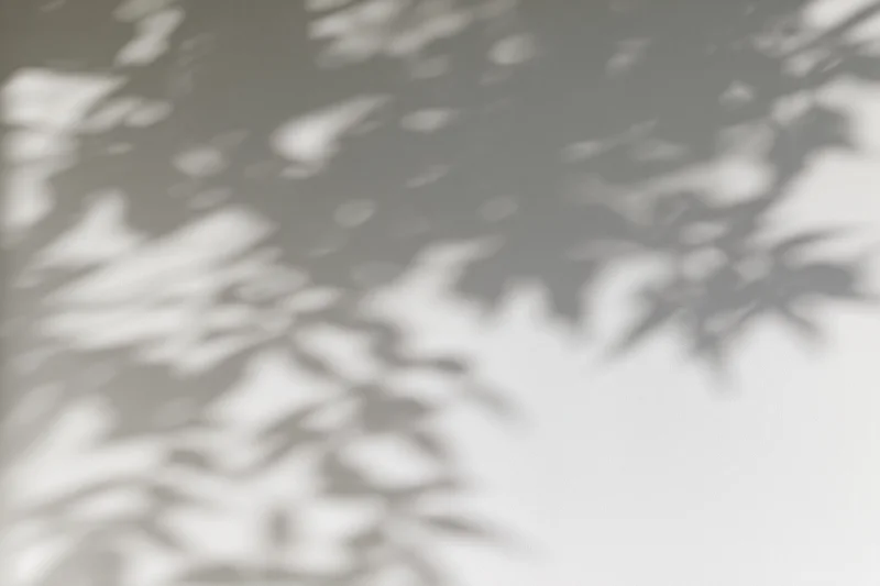 Dappled leaf shadows cast across a plain light grey wall