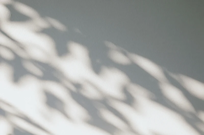 Dappled leaf shadows cast across a plain light grey wall
