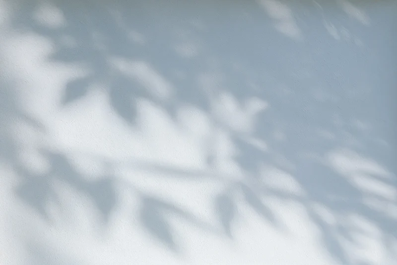 Dappled leaf shadows cast across a plain white-grey wall