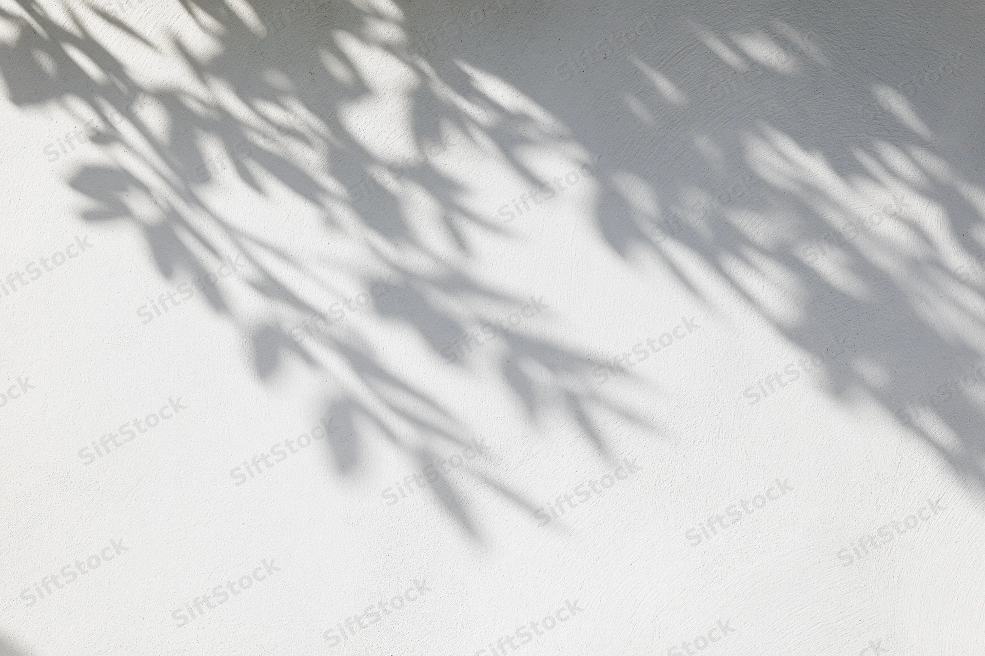 Dappled leaf shadows cast across a white stucco wall