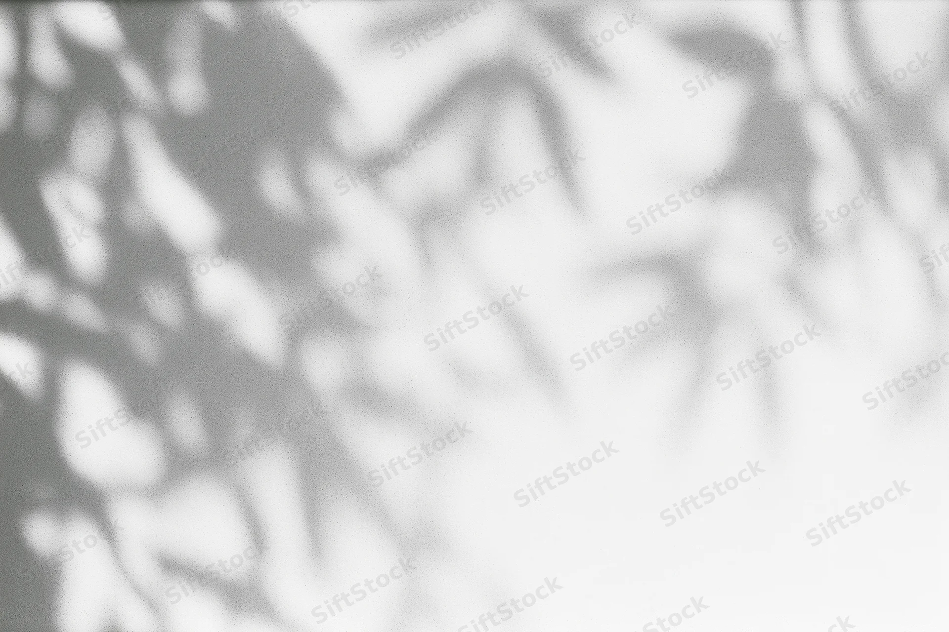 Dappled leaf shadows cast across a plain white wall