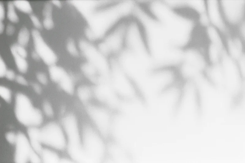 Dappled leaf shadows cast across a plain white wall