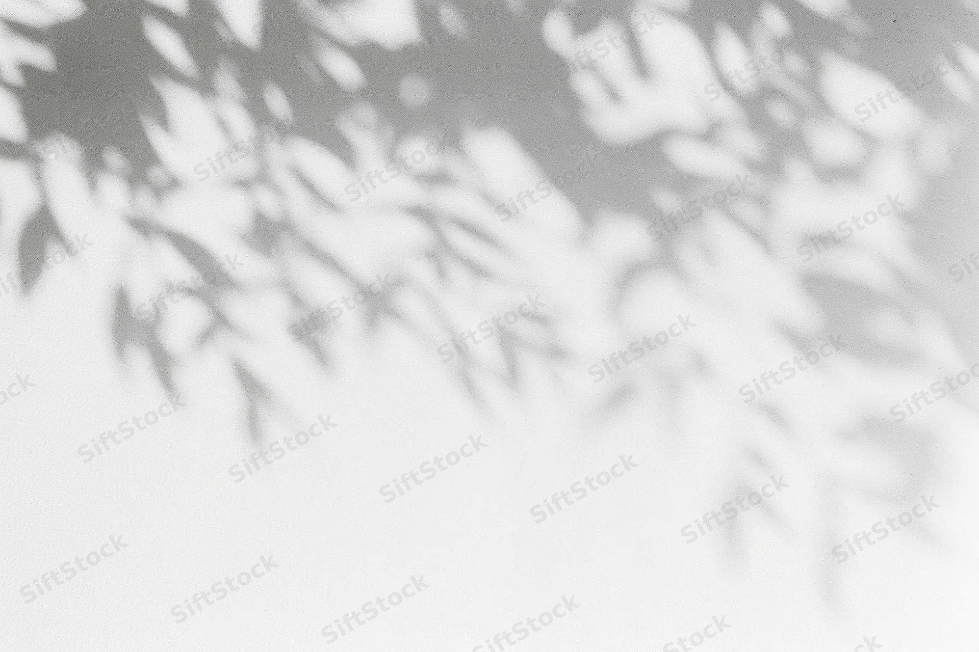 Dappled leaf shadows cast across a plain white wall in soft natural light