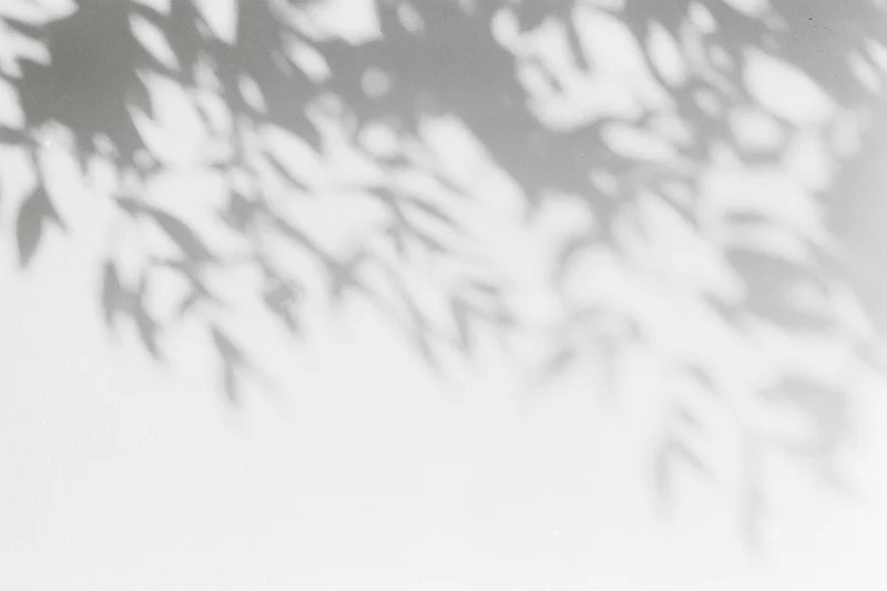 Dappled leaf shadows cast across a plain white wall in soft natural light