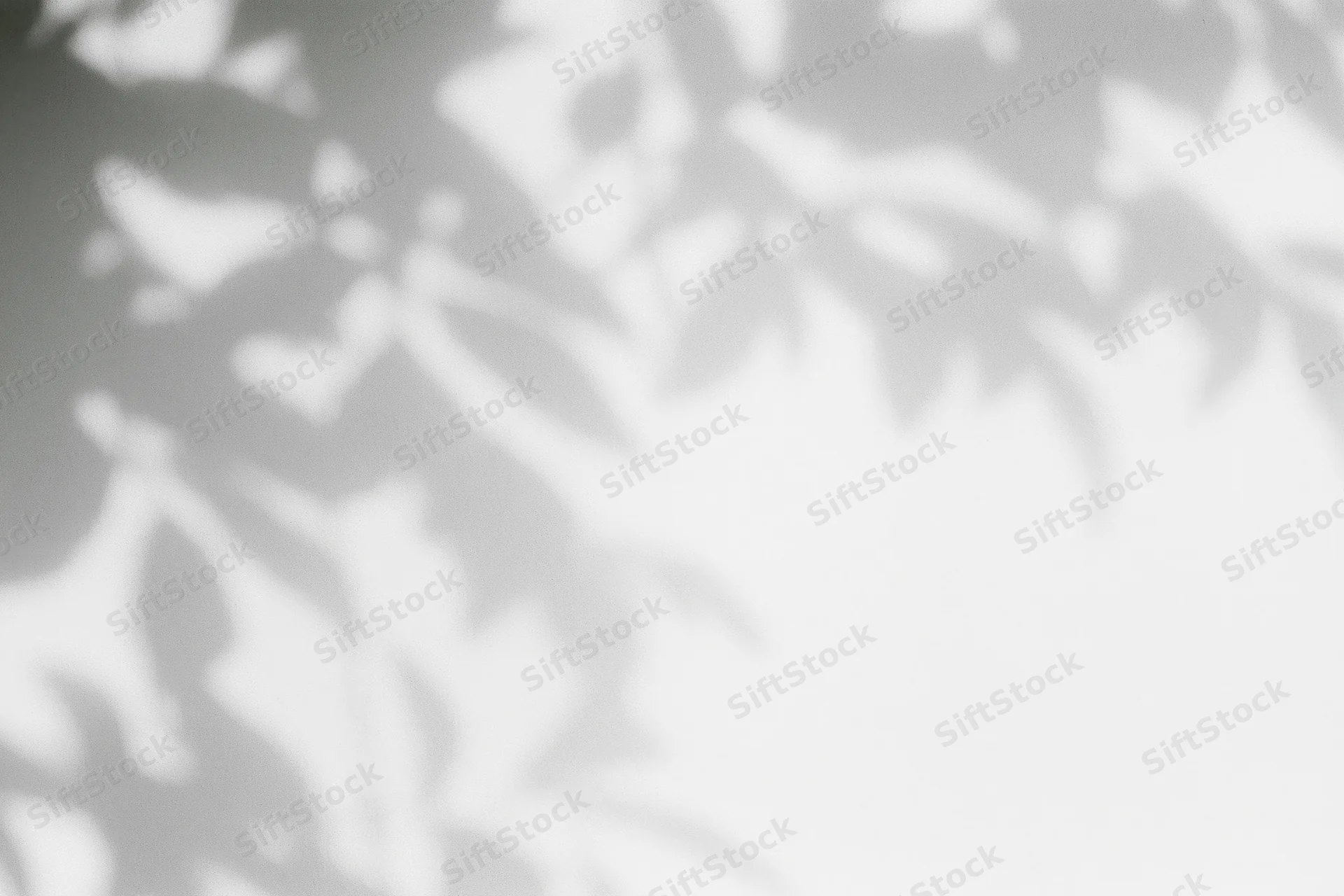 Dappled leaf shadows cast across a plain white wall in soft sunlight