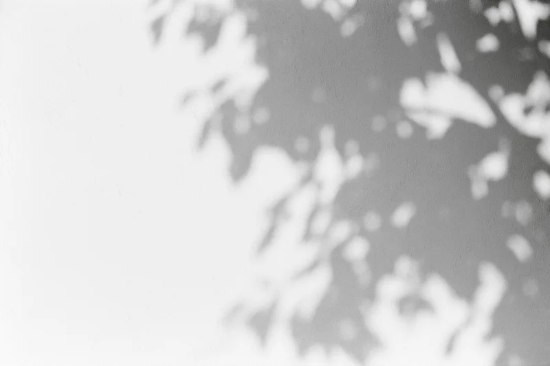 Dappled shadow of tree branches and leaves cast on a white wall