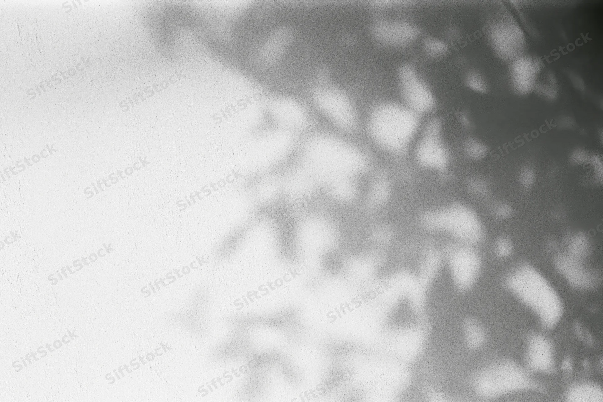 Dappled shadow of tree branches and leaves on a white wall