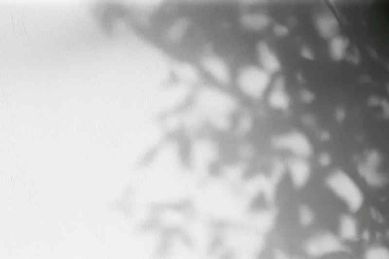 Dappled shadow of tree branches and leaves on a white wall