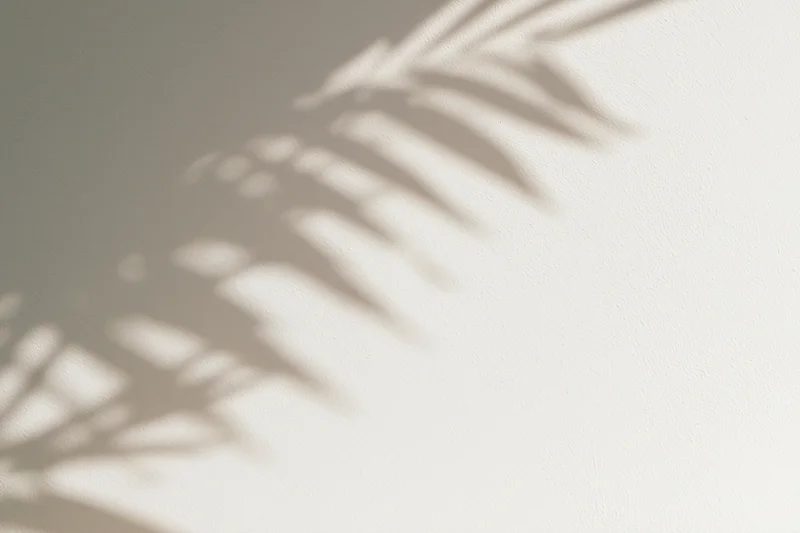 Dappled shadow of tropical leaves on a plain white wall