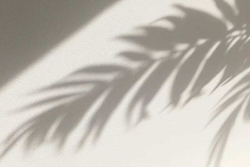 Shadow of tropical leaves cast on a plain wall surface