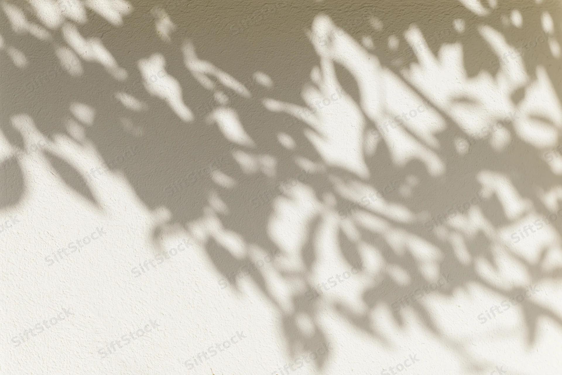 Dappled shadows of leafy branches cast across a plain beige wall