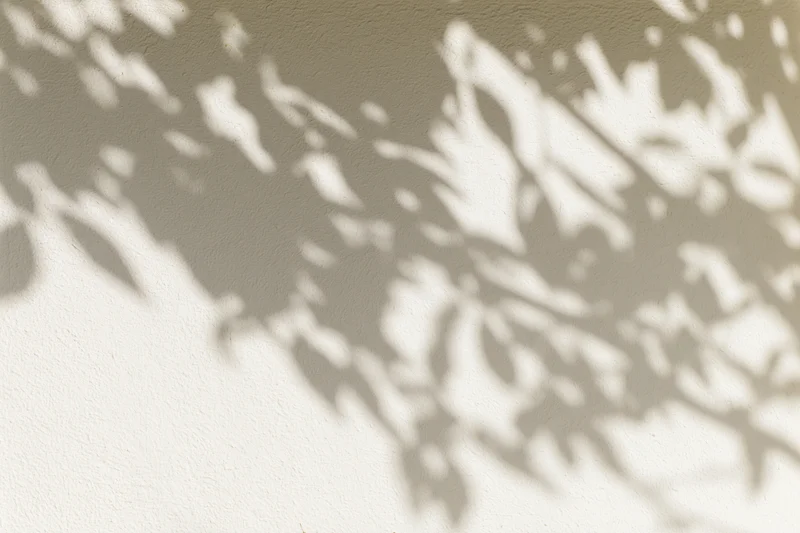 Dappled shadows of leafy branches cast across a plain beige wall