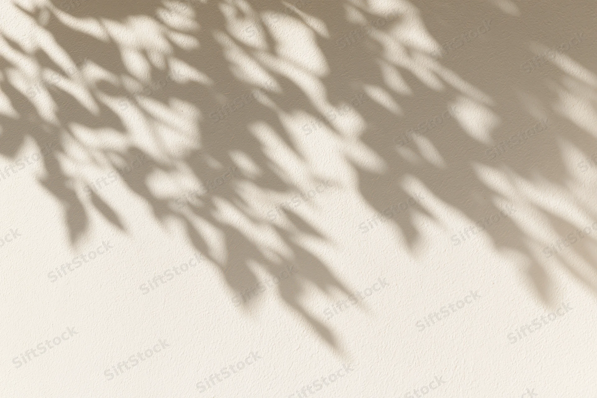 Dappled shadows of leafy branches cast across a plain beige wall