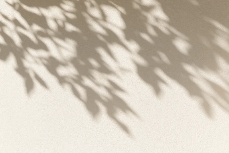 Dappled shadows of leafy branches cast across a plain beige wall