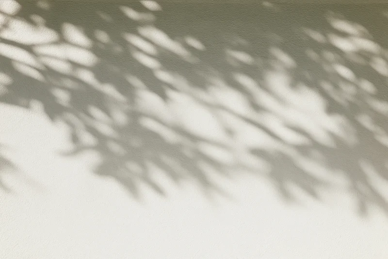 Dappled shadows of tree branches cast across a plain wall surface