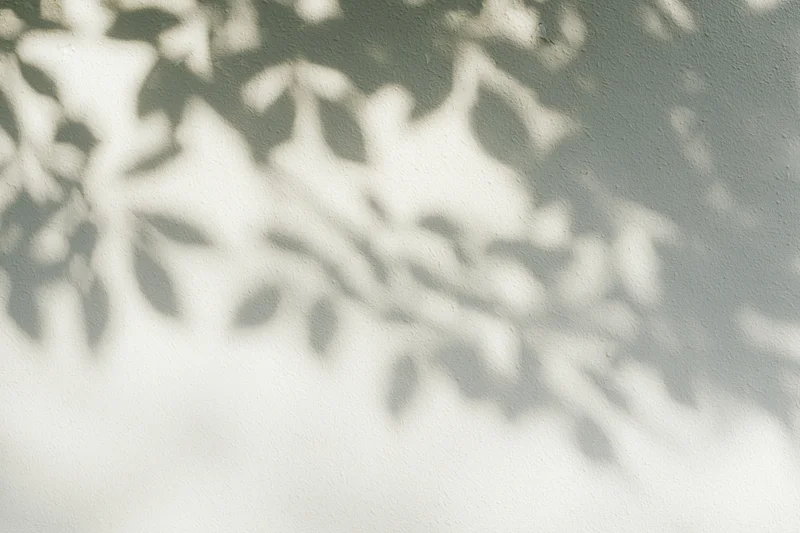 Dappled shadows of leaves cast on a plain wall outdoors