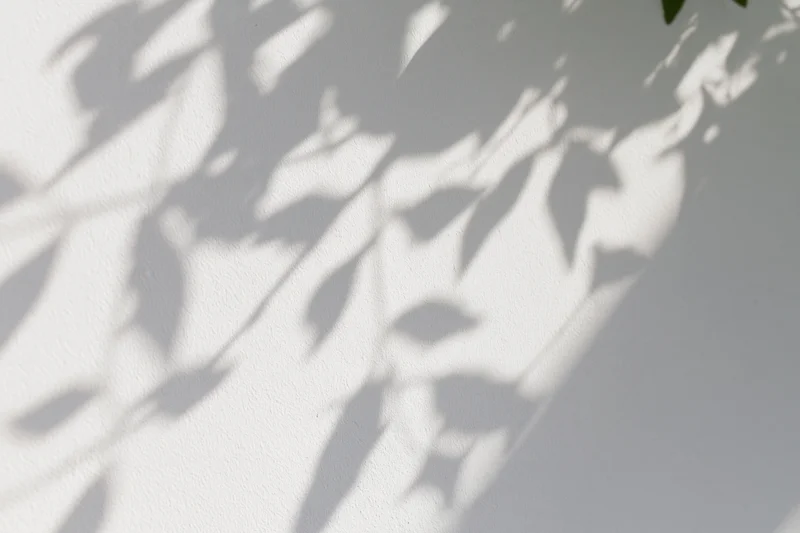 Dappled leaf shadows cast on a white wall outdoors