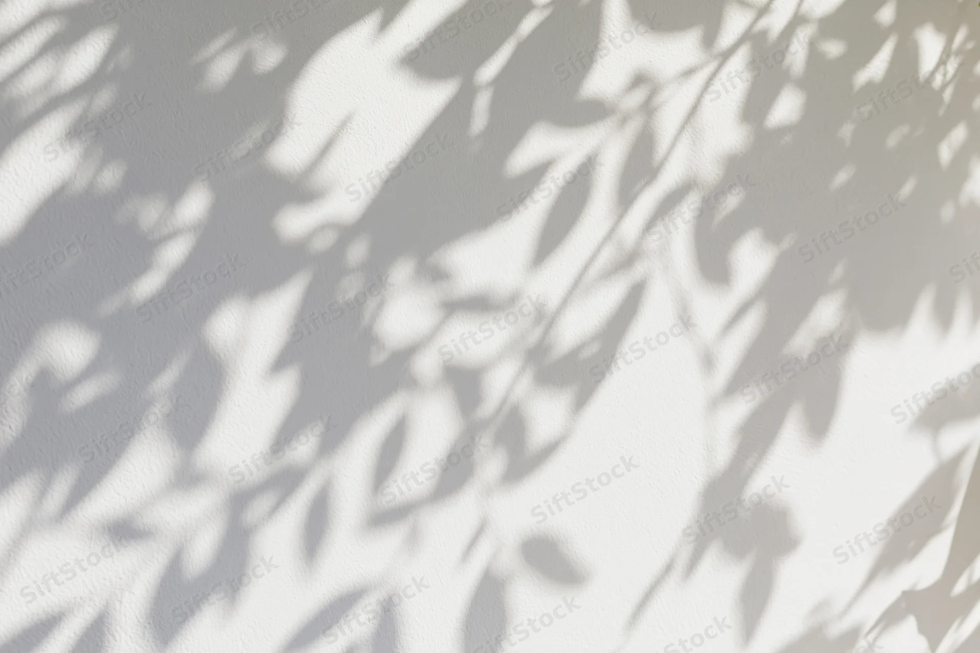 Dappled shadows of leaves cast on a white wall