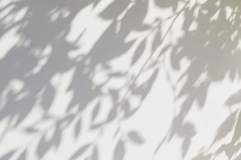 Dappled shadows of leaves cast on a white wall