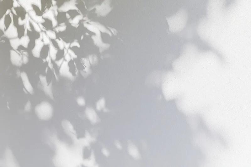 Dappled shadows of leafy branches cast across a plain white surface