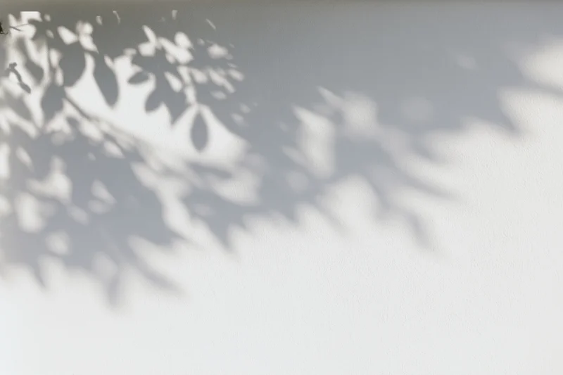 Dappled shadows of tree branches cast across a white wall