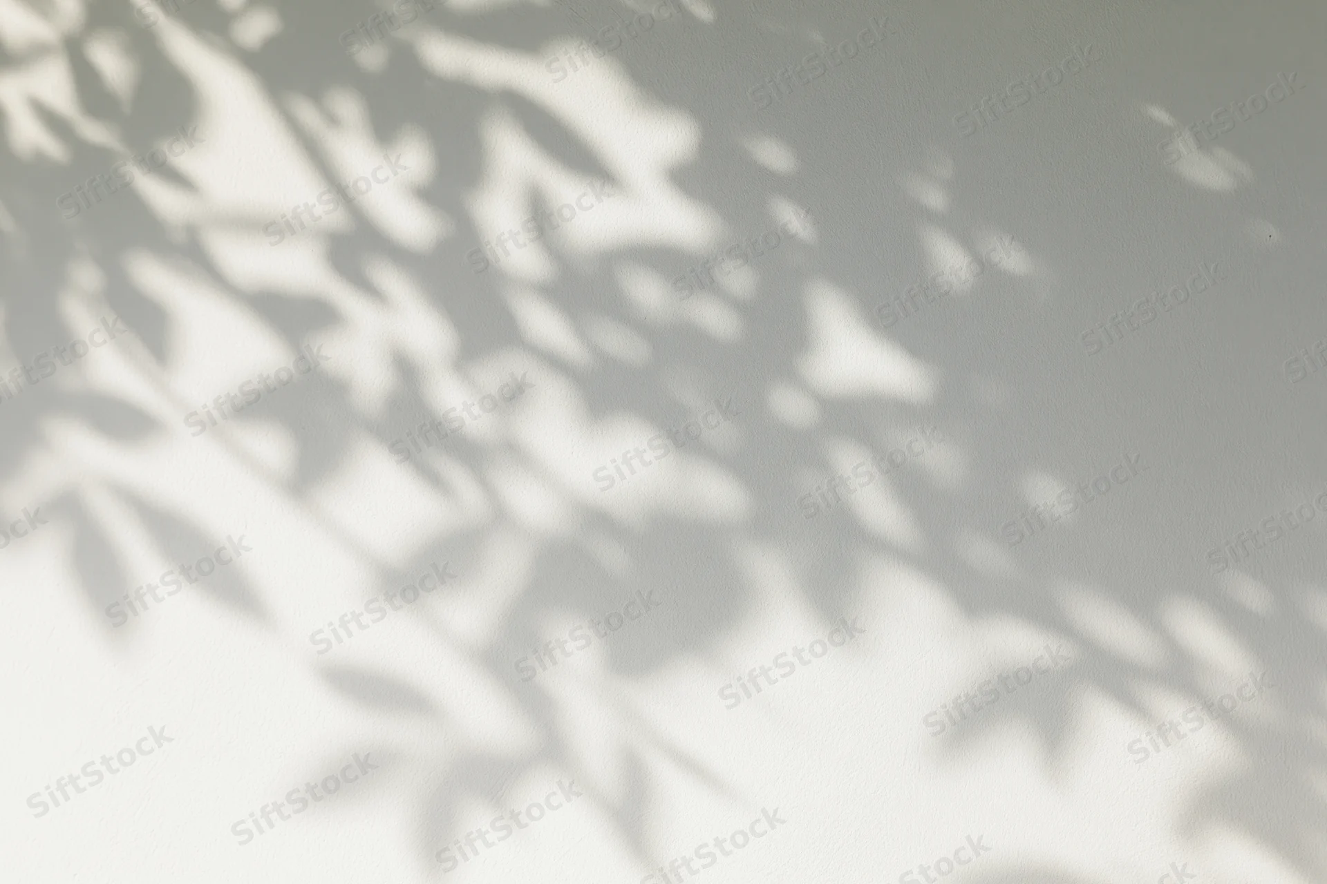 Dappled shadows of leafy branches cast across a plain white wall