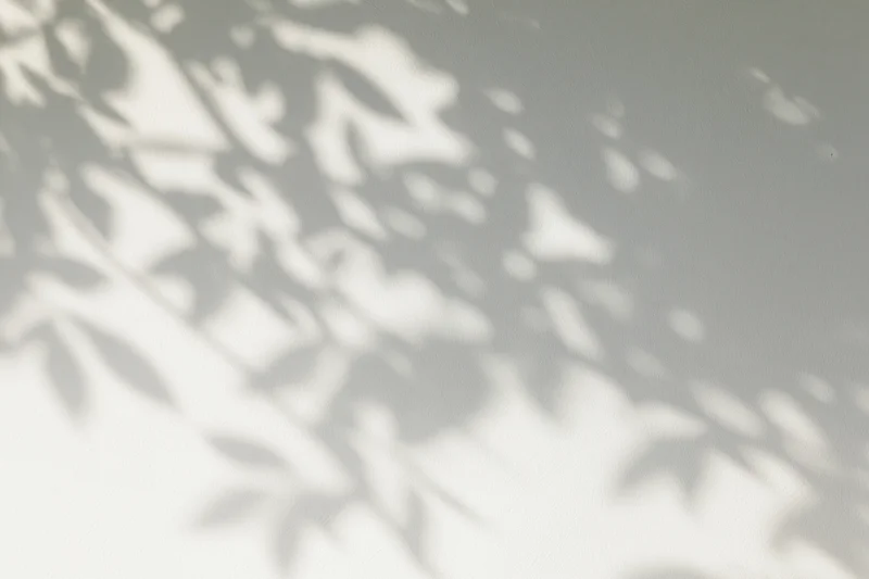 Dappled shadows of leafy branches cast across a plain white wall