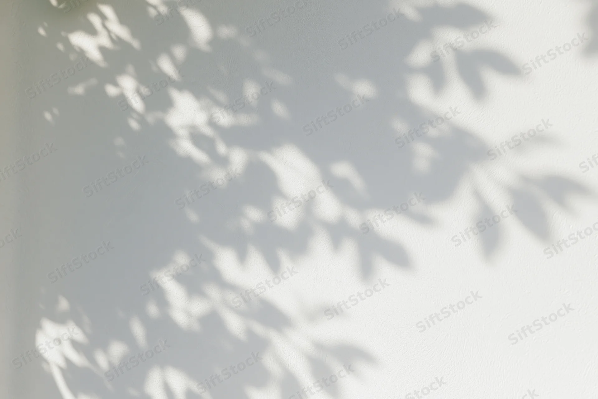 Dappled leaf shadows cast on a white wall in a bright interior space