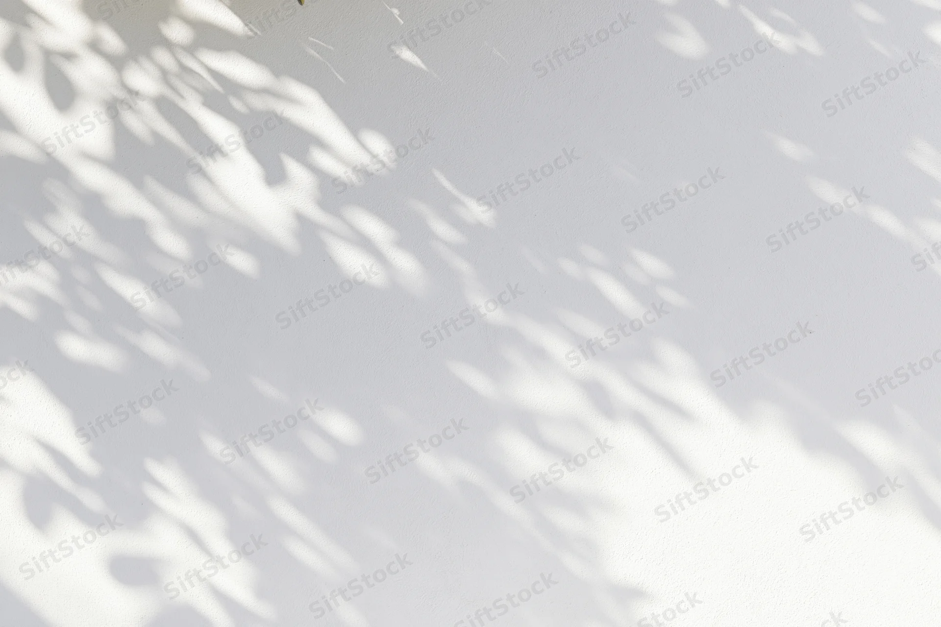 Dappled shadows of leaves cast on a white wall surface