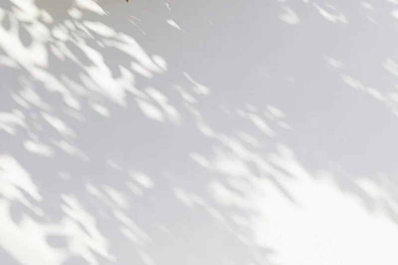Dappled shadows of leaves cast on a white wall surface