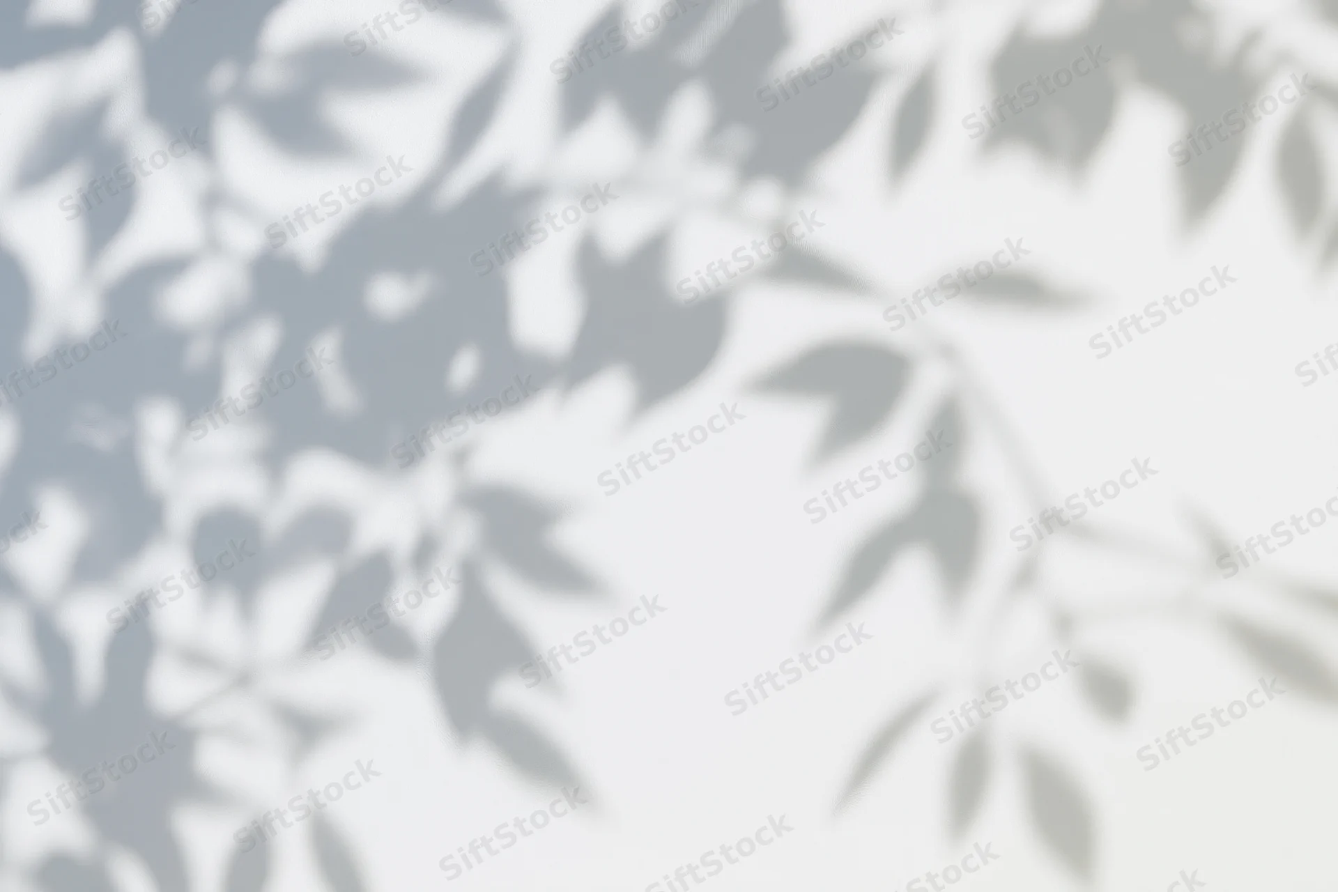 Soft dappled shadows of leafy branches cast across a smooth white wall