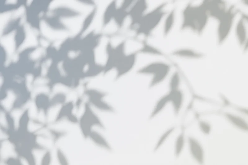 Soft dappled shadows of leafy branches cast across a smooth white wall