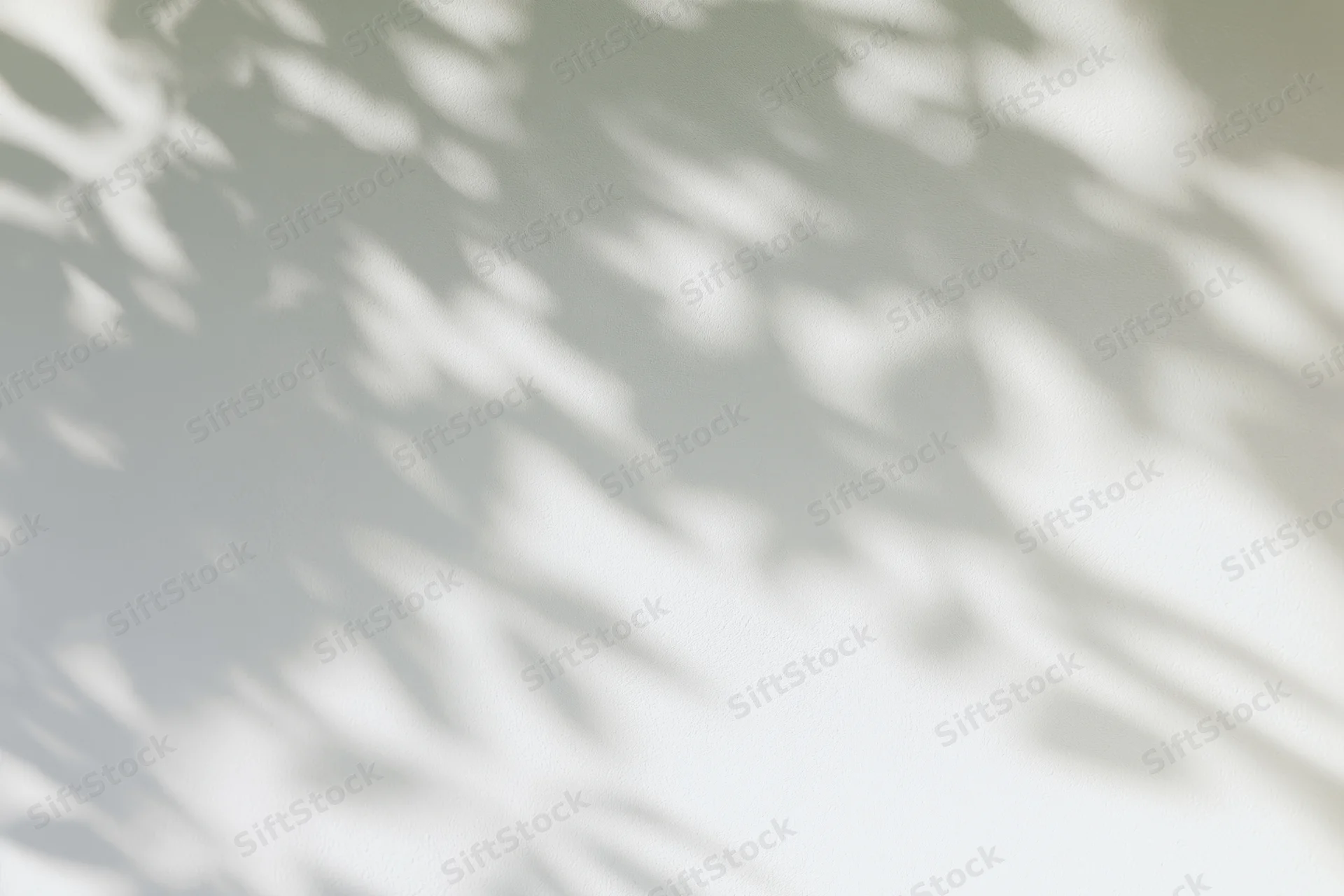 Dappled shadows of leafy branches cast on a smooth white wall