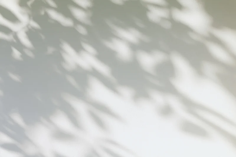 Dappled shadows of leafy branches cast on a smooth white wall