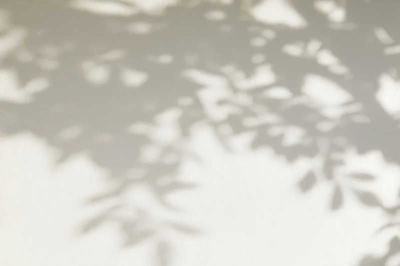 Dappled shadows of leaves cast on a smooth white wall