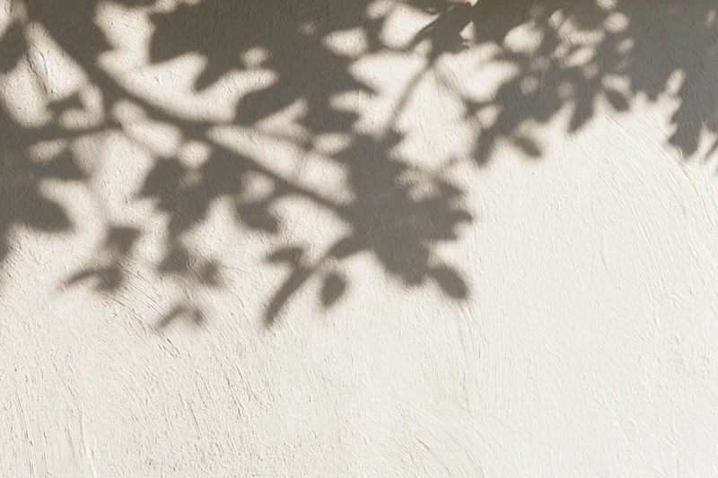 Dappled shadows of leaves and branches on a textured white wall