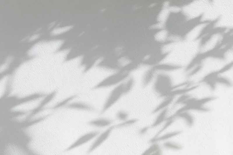 Dappled leaf shadows on a white textured wall in soft natural light