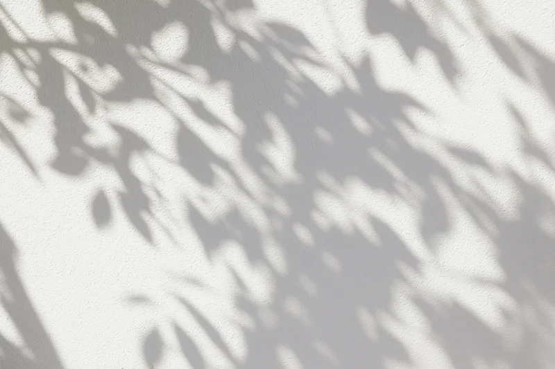 Dappled shadows of tree leaves and branches cast on a white textured wall