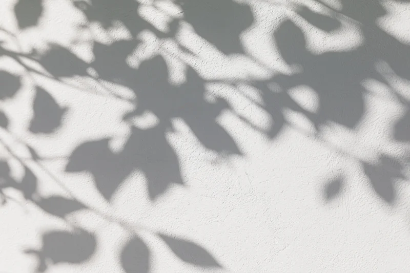 Dappled shadows of tree branches and leaves cast on a white textured wall