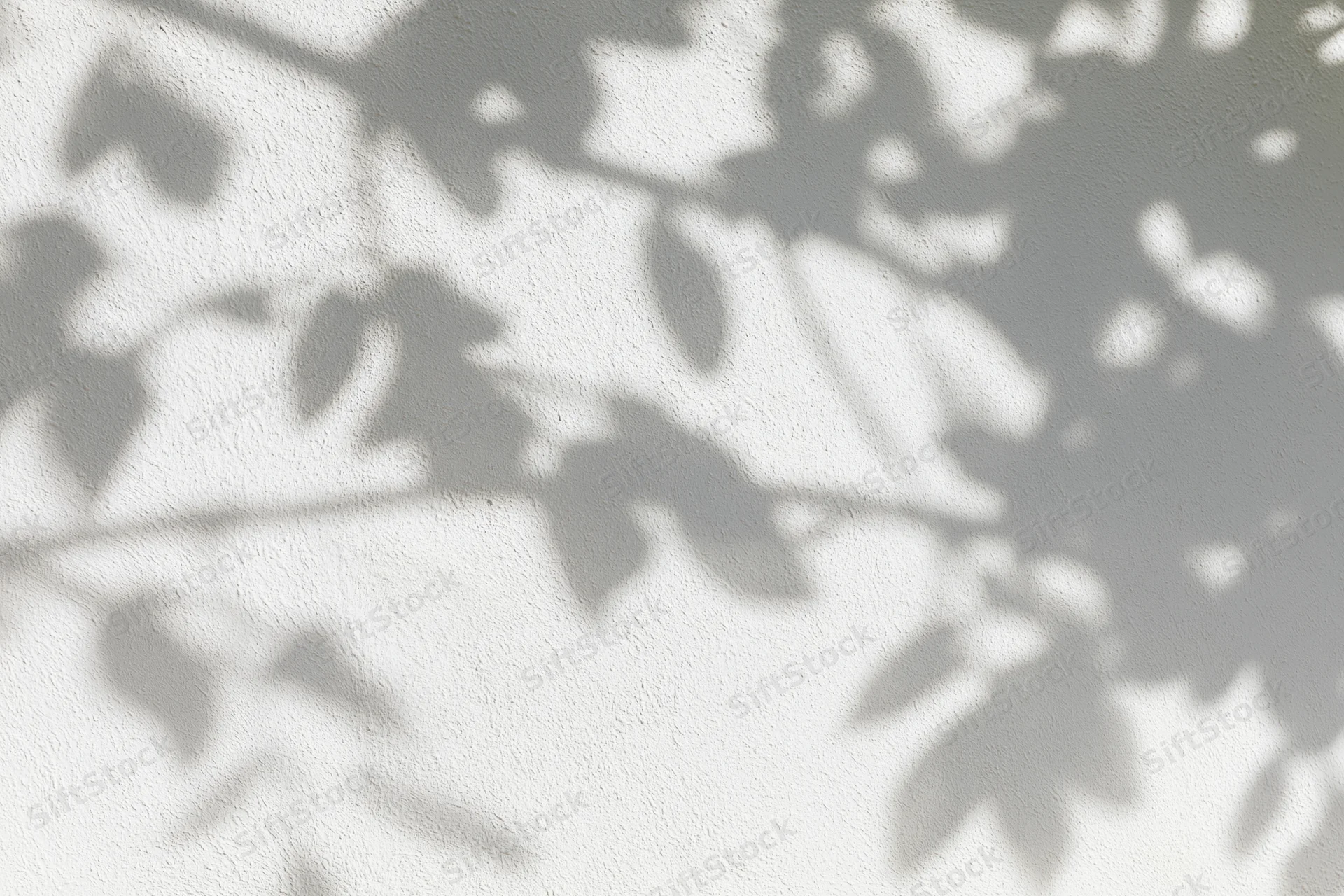 Dappled shadows of tree branches and leaves on a white wall