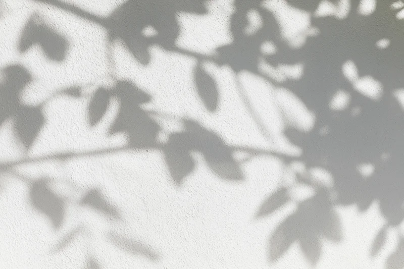 Dappled shadows of tree branches and leaves on a white wall