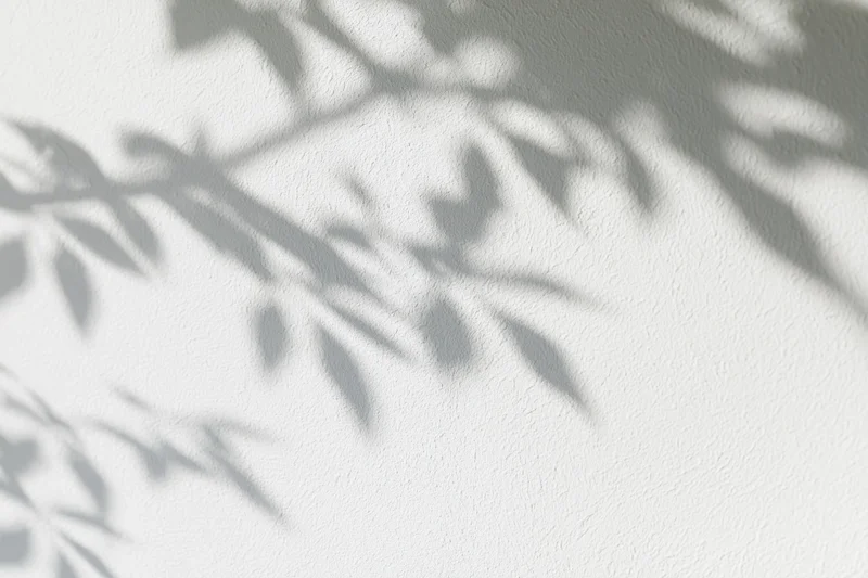 Dappled shadows of tree branches and leaves cast on a white textured wall