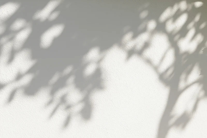 Dappled tree shadows cast on a white textured wall outdoors